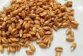 Как и зачем проращивать пшеницу Как проращивать пшеницу