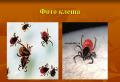 खतरनाक कीड़े - ixodid ticks
