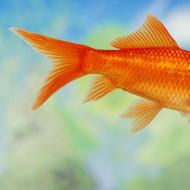 К чему снится золотая рыбка — толкование сна по сонникам