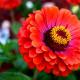 Цветы «Циния» для сада: сорта с фото и описанием, посадка и уход Циния разновидности