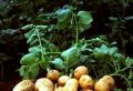 Zgodnje sorte krompirja Kako gojiti zgodnji krompir pod filmom