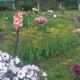 Gojenje petunij: nasveti izkušenih vrtnarjev Kje je najboljše mesto za gojenje iglic petunije