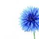 Cornflowers rože opis.  Modra koruznica.  Modri ​​cvetovi koruznice.  Skrb za pridelke koruznice