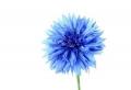 Cornflowers rože opis.  Modra koruznica.  Modri ​​cvetovi koruznice.  Skrb za pridelke koruznice