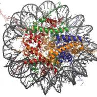 क्रोमैटिन: कोशिका विभाजन में परिभाषा, संरचना और भूमिका क्रोमैटिन की संरचना और रासायनिक संरचना